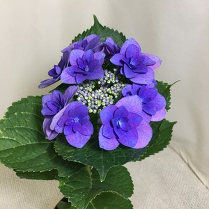 [해피그린 화원] [블루장미수국] 수국 블루장미수국 수국꽃 꽃식물 꽃화분 반려식물 공기정화식물 식물 095 화원 농원, 1개
