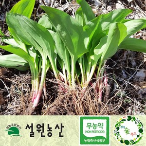 [친환경무농약] 울릉도종 강원도 명이나물모종/산마늘모종 10년이상, 50개