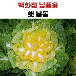 더좋은 봄동 국내산, 1개, 10kg