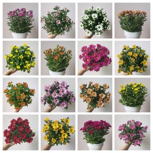 [무지개/ 골고루 6개묶음] 미니 국화 (꽃크기 3cm 소국 화분), 미니국화(꽃크기3cm)_ 6개 묶음(색상랜덤), 1세트