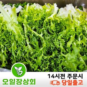 < 오일장 상회 > 국내산 치커리 쌈야채 2kg 4kg내외, 1개