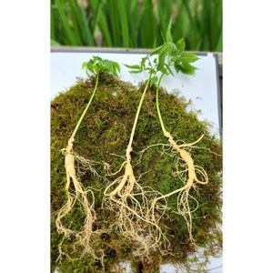 산삼 수로산삼 11년근 삭대x 정삼 2뿌리~, 2뿌리