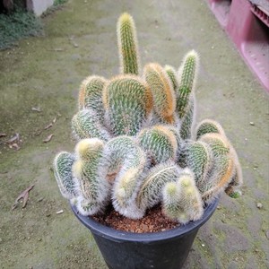 [성심꽃농원] 여우꼬리철화_선인장_중품, 1개