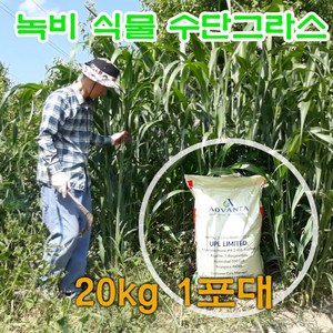 수단그라스 씨앗 20kg - 녹비 종자, 1개