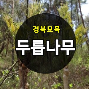 [경북농원] 가시있는 참두릅 / 가시없는 민두릅나무묘목 특묘, 가시있는 참두릅나무묘목 2년생