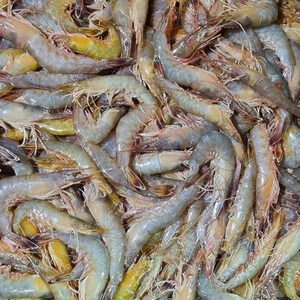 국내산 제철 자연산 대하 생물 급냉 1kg 2kg, 1개, 자연산대하1kg(30미내외)