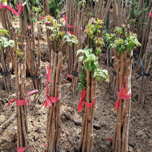 민두릅 나무 묘목 10주 (30cm에서 40 cm) 모종 약용수, 민두릅 30-40cm 10주 1묶음, 1개