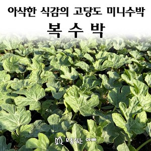 [모종심는아빠] 아삭한 식감의 고당도 미니 복수박 모종, 모종, 1개