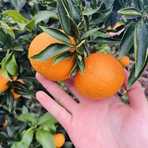 제주직송! 새콤 달콤 천혜향 중품(못난이) 상품 선물용, 1박스, 천혜향 4.5kg (중과)