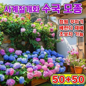 [업그레이드된 씨앗!!!] 수국 모종 사계절 개화 수국꽃 씨앗 봄파종 꽃씨앗 가든플라워, 100개