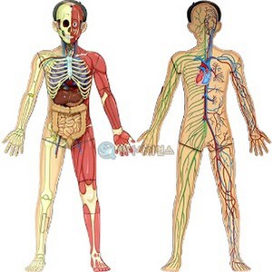 인체의 신비 인체 전신 입체모형(5인 세트) 초등 과학교구 키트 DIY 관찰