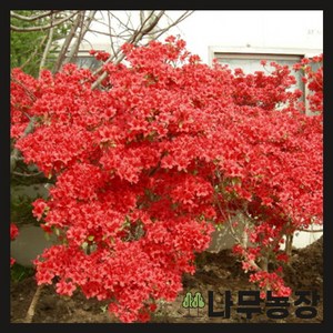 (나무농장) 철쭉 영산홍(베니) 키 40cm 내외 ( 5주묶음 ), 1개