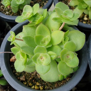 [수암다육] 오르비쿨라리스 랜덤발송 Crassula orbicularis 다육 다육이 다육식물 574, 1개