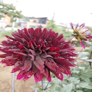 다알리아 블랙잭(대형)-1뿌리(2-3구근), 1개