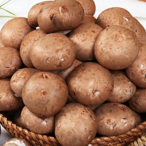 보령머쉬팜 포타벨라버섯, 포타벨라 특2kg, 1개