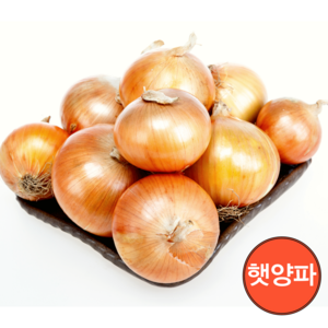 23년 산지직송 국산 햇양파 대특 5kg 1박스, 1개