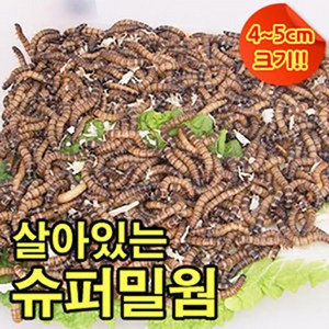 슈퍼밀웜 1000마리 안전포장, 4-5cm, 1개, 750g