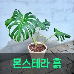 몬스테라 안스리움 알로카시아 분갈이흙 스킨답서스 열대희귀식물 전용 배양토, 1개, 8L