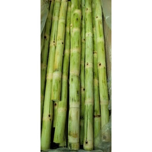 베트남산 껍질벗긴 사탕수수 스틱 FRESH SUGAR CANE 10kg, 1박스