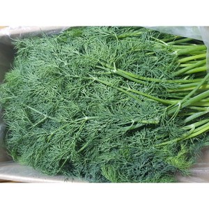 야채왕 허브 생잎 딜 Dill 500g 향신료, 1개