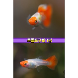 루돌프구피1쌍(암1.숫1), 1개