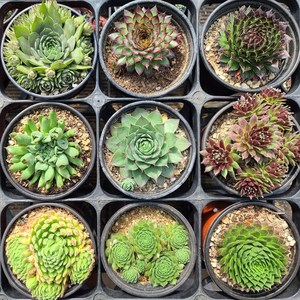 [제이팟다육] 바위솔 노지 월동 되는 다육이 다육식물 모음 택1, 선택21. 포토레드와인, 1개