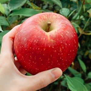 [골드등급] 새콤달콤 가정용 꿀사과 부사사과, 1개, 소과 2kg