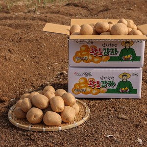 [감자청년] 2023년 햇감자 두백감자 왕왕/ 왕/ 특/ 상사이즈 20kg 10kg 5kg 3kg, 20kg 왕, 1박스