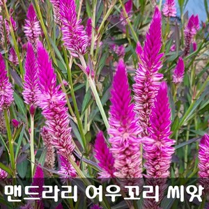 [해피플라워] 맨드라미 여우꼬리 플라밍고 씨앗 1g(약 1200립) / 봄 여름 파종 꽃씨, 1개