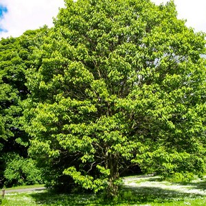 세종식물원 헛개나무 묘목 1년생 5주묶음