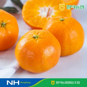 제주함덕농협 레드향 정품 1.5kg(7~10과)/소과, 제주함덕농협 레드향1.5kg(4~6과)/로얄과, 1박스