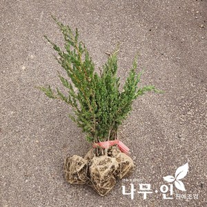 [나무인] 눈향나무 누운향나무 키30cm, 1개