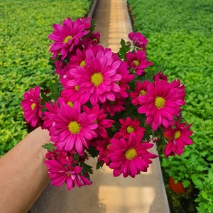 [무지개/색상선택] 미니 국화 (꽃크기 3cm 소국 화분), 04. 자주색 (스위프티 퍼플), 1개
