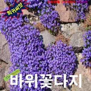 (희귀씨앗) 바위꽃다지(Aubieta) 블루 20립, 1세트