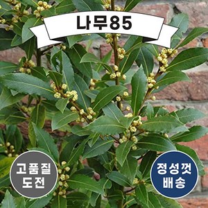 (나무85) 월계수 5치 화분, 1개