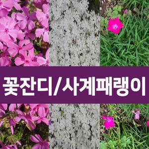[나무의모든것] 꽃잔디 홍솔 백솔 사계패랭이 50포트 판매, 사계패랭이(큰 4치포트) 30포트, 1개