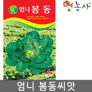 엄니 봄동씨앗 20g 월동배추 씨 종자 키우기 영농사, 엄니봄동배추, 1개