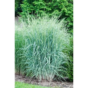 실버스위치그라스 씨앗, 20개