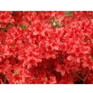 철쭉 영산홍 5주 H30cm 이상 / 제이에스그린, 5개