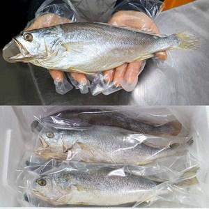 반건조 부세 조기 5마리 특대 배안갈라진 큰조기 제수용 내장손질 제수용생선, 270g, 5개