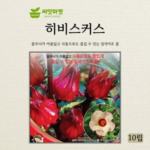 세계종묘 히비스커스 씨앗 10립, 금화규 10립, 1개