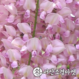 등나무 묘목 로지아(분홍꽃) C2사각포트 나무 서산조경마켓, 1개