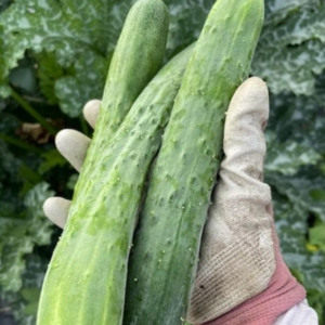 [아삭아삭재구매율1위] 백다다기 백오이 오이 특품, 1개, 옵션 2 2kg 특품