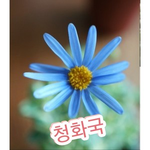 청화국/블루데이지 푸른 마가렛, 1개