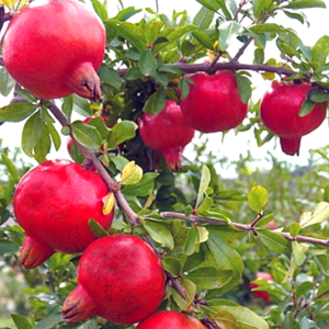 단석류나무 묘목 화분 유실수 과실수 결실수 재배 키우기 3년생, 석류묘목 3년생 1주, 1개