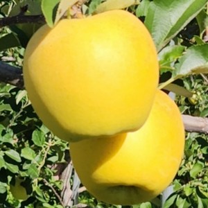 스윗쿡 과일앤 당도선별 시나노골드 사과, 1박스, 10kg 대과