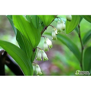 [평창][3포트]둥굴레(일반둥굴레), 3개