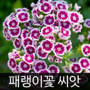 gr패랭이꽃씨앗 패랭이꽃 씨앗 ( dianthus seed 400알 ), 1개