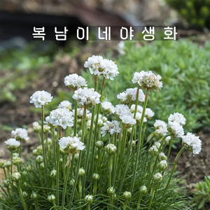 아르메리아 화이트 [4포트 복남이네야생화 모종 너도부추꽃 ameia]