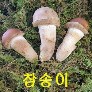 곡성 무농약 참송이버섯 1kg /500g (2시전 주문시 내일도착), 1개, 가정용 1kg